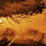 Morgendliche Vision: Fotograf Tibor Prisznyák verzichtete darauf, dieses Foto ausführlicher zu beschreiben