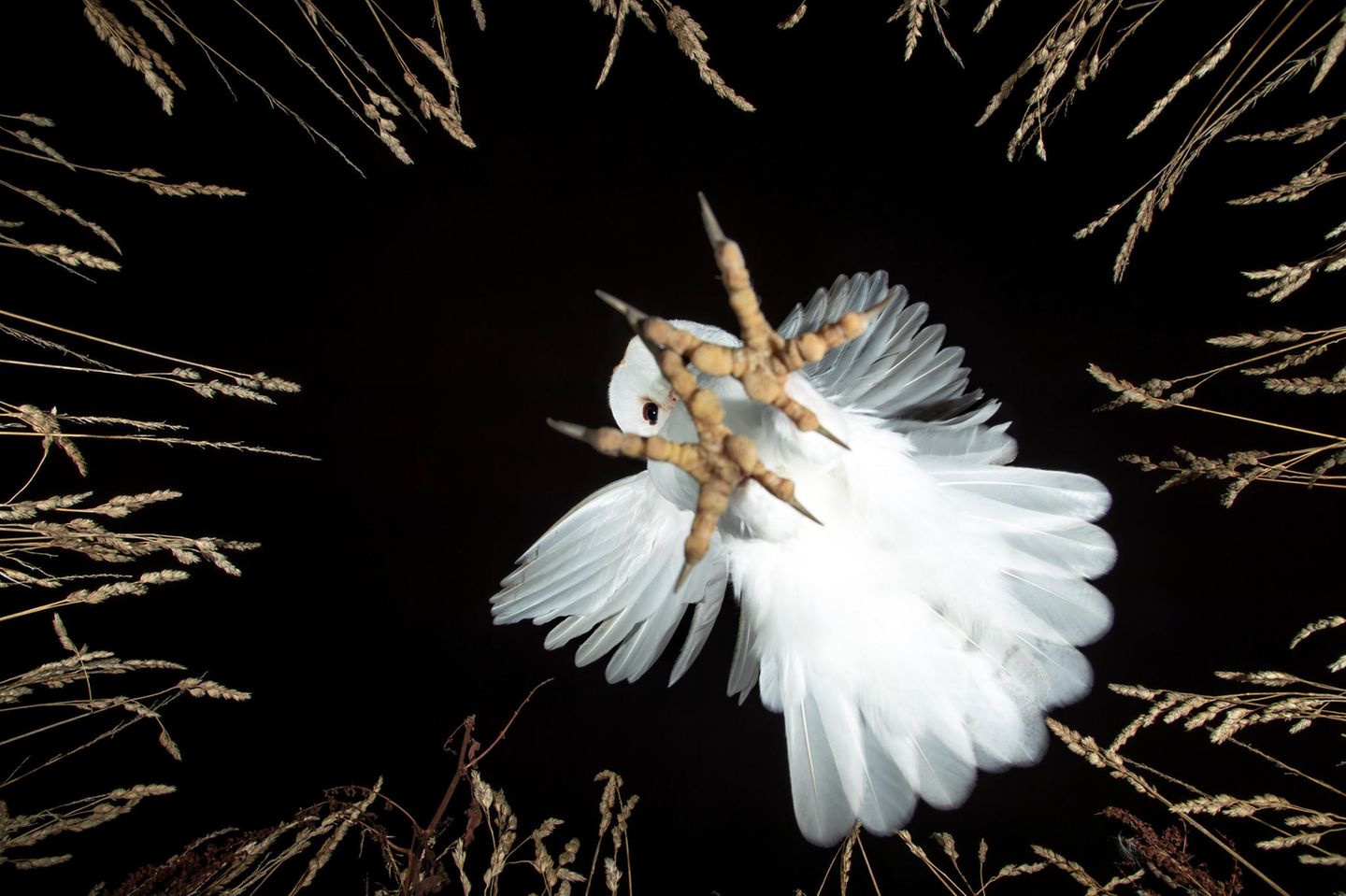 Packend: Vince Burton fotografierte eine Schleiereule (Tyto alba) aus der Perspektive des Opfers