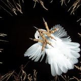 Packend: Vince Burton fotografierte eine Schleiereule (Tyto alba) aus der Perspektive des Opfers