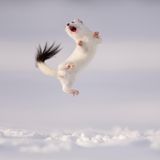 Es ist bekannt, dass Hermeline vor ihrer Beute absonderliche Sprünge vollführen - wohl um sie zu verwirren. Noch verwirrender: Sie vollführen sie auch dann, wenn gar keine potenzielle Beute zugegen ist. So gesehen von Fotograf Jose Manuel Grandio