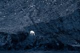 Ein Eisbär läuft verloren über den schwarzen Schutt, den ein geschmolzener Gletscher hinterlassen hat