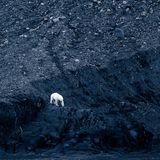 Ein Eisbär läuft verloren über den schwarzen Schutt, den ein geschmolzener Gletscher hinterlassen hat