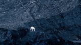 Ein Eisbär läuft verloren über den schwarzen Schutt, den ein geschmolzener Gletscher hinterlassen hat