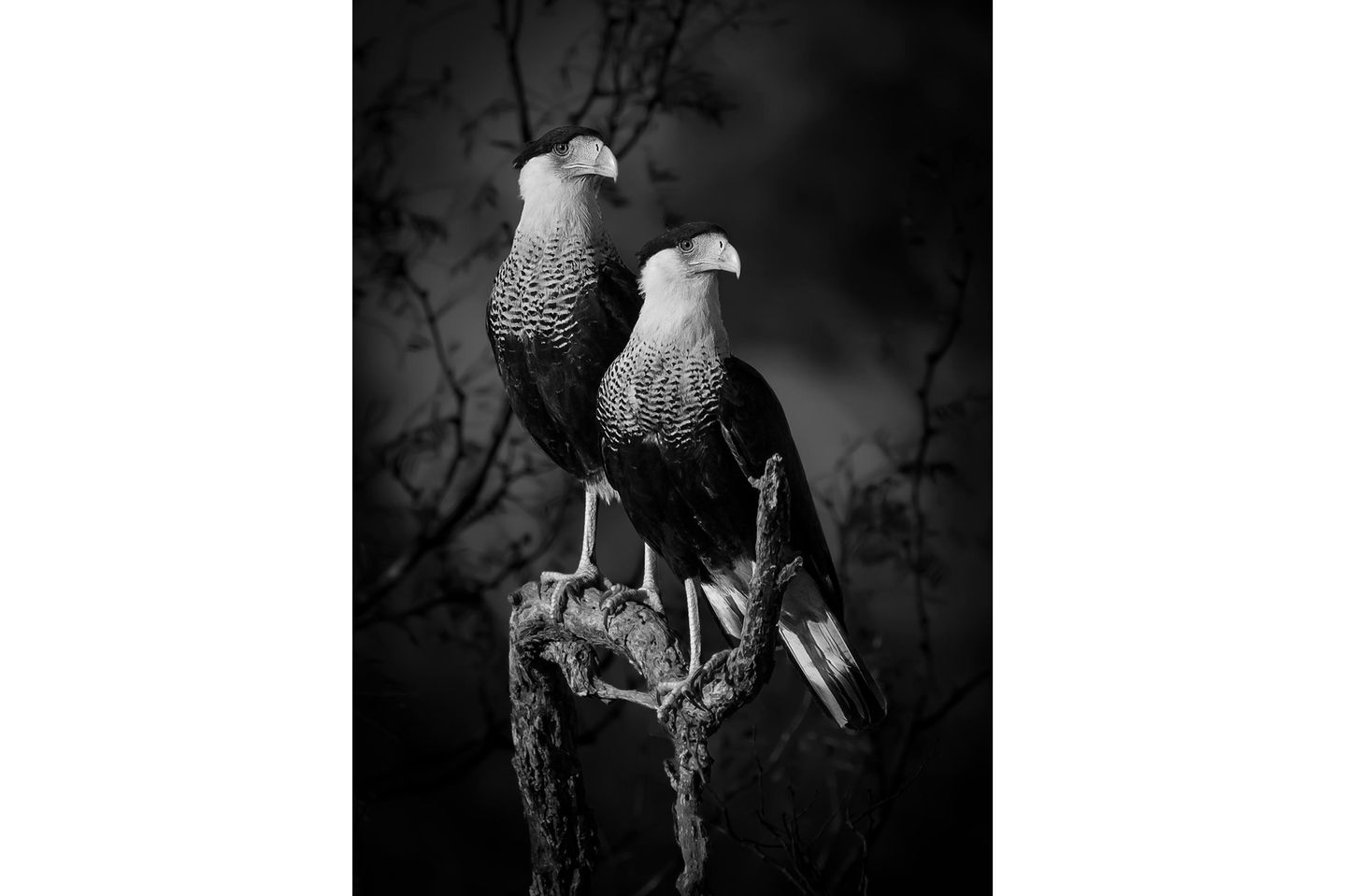 Das Gewinnerbild in der Kategorie "Natur und Tiere": Schopfkarakara (Caracara plancus) sind falkenartige Vögel aus dem mittleren und südlichen Südamerika. Dieses imposante Paar fotografierte Dinorah Graue Obscura im südlichen Texas