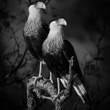 Das Gewinnerbild in der Kategorie "Natur und Tiere": Schopfkarakara (Caracara plancus) sind falkenartige Vögel aus dem mittleren und südlichen Südamerika. Dieses imposante Paar fotografierte Dinorah Graue Obscura im südlichen Texas