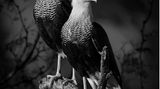 Das Gewinnerbild in der Kategorie "Natur und Tiere": Schopfkarakara (Caracara plancus) sind falkenartige Vögel aus dem mittleren und südlichen Südamerika. Dieses imposante Paar fotografierte Dinorah Graue Obscura im südlichen Texas