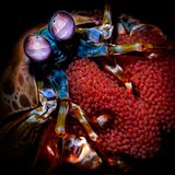 Das Porträt dieses Fangschreckenkrebses mit seinem Nachwuchs erforderte einige Geduld. Schließlich können die Tiere beide Augen unabhängig voneinander bewegen