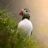 Im Licht der untergehenden Sonne und bei einsetzendem Regen fotografierte James Hunter diesen Papageitaucher auf den Färöer Inseln