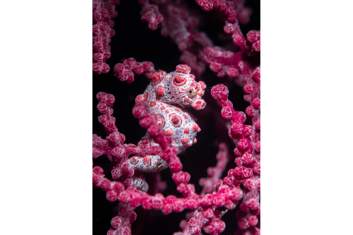 Dieses hervorragend getarnte Zwerg- oder Pygmäenseepferdchen (Hippocampus bargibanti) fotografierte Charly Clérisse in Tulamben (Bali)