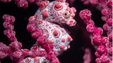 Dieses hervorragend getarnte Zwerg- oder Pygmäenseepferdchen (Hippocampus bargibanti) fotografierte Charly Clérisse in Tulamben (Bali)