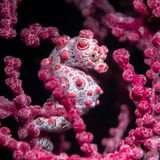 Dieses hervorragend getarnte Zwerg- oder Pygmäenseepferdchen (Hippocampus bargibanti) fotografierte Charly Clérisse in Tulamben (Bali)