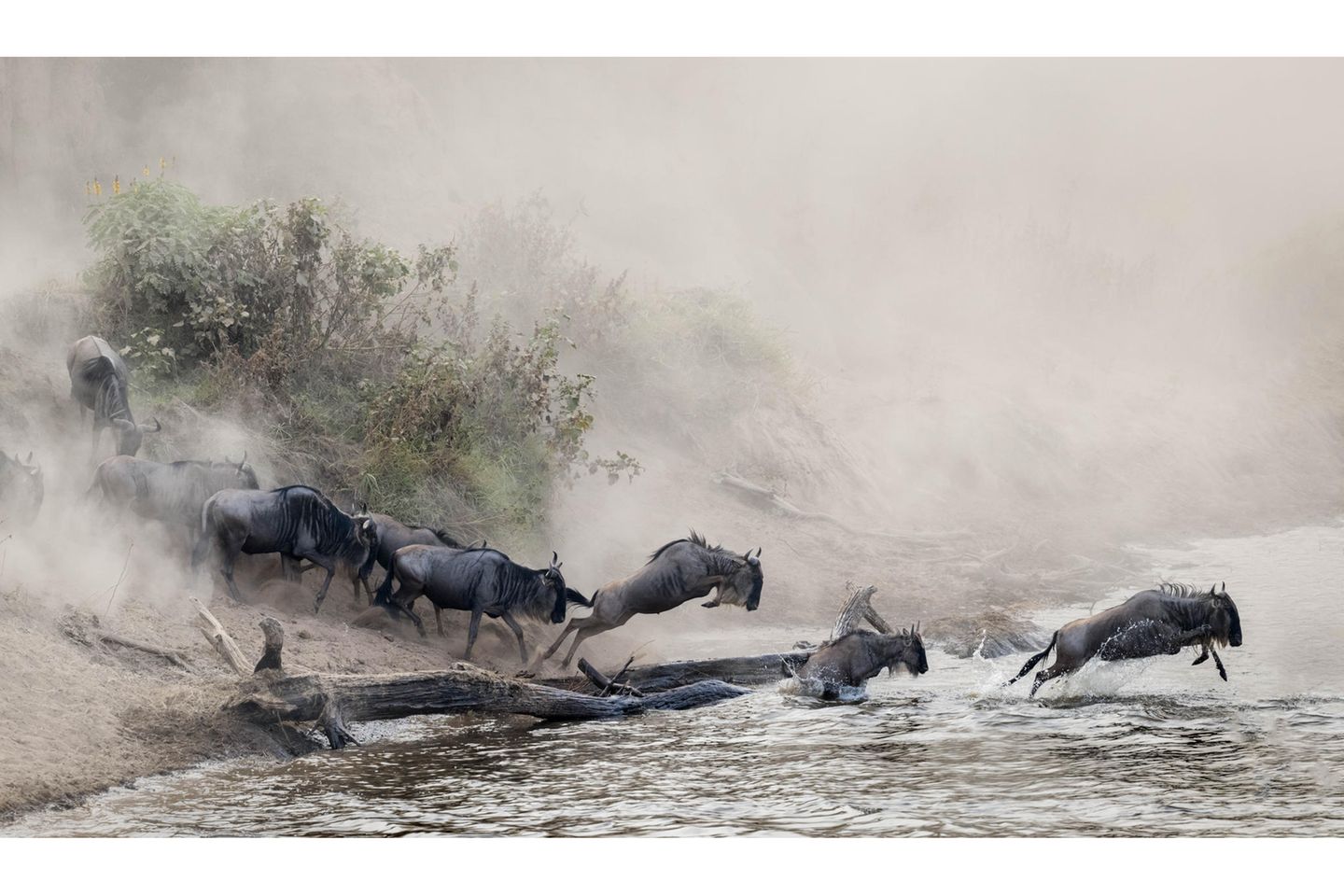 Gnus überqueren den Mara-Fluss in Tansania/Afrika. Es muss schnell gehen, denn im Fluss warten Krokodile auf Beute