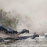 Gnus überqueren den Mara-Fluss in Tansania/Afrika. Es muss schnell gehen, denn im Fluss warten Krokodile auf Beute