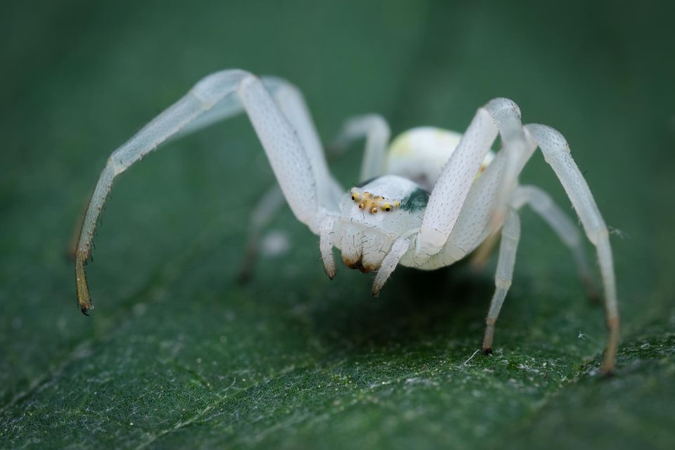 Bei den Spinnen gedeihen in urbanen Lebensräumen besonders solche Arten, die kein Netz bauen, wie diese Veränderliche Krabbenspinne (Misumena vatia)