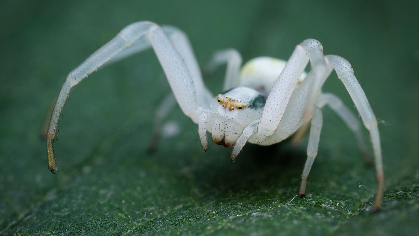 Bei den Spinnen gedeihen in urbanen Lebensräumen besonders solche Arten, die kein Netz bauen, wie diese Veränderliche Krabbenspinne (Misumena vatia)