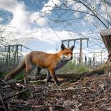 Charlie Page - "A Look to the Future..."  "Ich wusste, dass dieses Gebiet für Füchse zuverlässig ist, und ich wollte eine Aufnahme mit der industriellen Kulisse machen", sagt der 28-jährige Fotograf Charlie Page über sein Gewinnerbild. "Eines Tages, als ich meine Kamera mit einem Fernauslöser aufstellte, näherte sich ein Fuchs von links. Zögernd, was ich tun sollte, hielt ich still, und überraschenderweise blieb der Fuchs direkt in meinem Rahmen stehen." Er knipste schnell das Foto – überrascht darüber, warum der Fuchs ihm so nahe gekommen war. "Im Nachhinein erzählt diese Begegnung wahrscheinlich mehr die Geschichte als das Foto selbst. Wildtiere haben sich daran gewöhnt, dass wir in ihr Gebiet eindringen. Ich denke, der gefällte Baum und der sehnsüchtige Ausdruck auf dem Gesicht des Fuchses zeigen diese Tragödie perfekt." Er hoffe, dass die Tierfotografie in den kommenden Jahren nicht so aussehen werde.