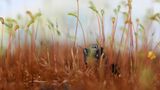 Will Atkins - "Metallic Jumping Spider in Moss"