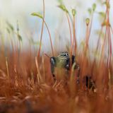 Will Atkins - "Metallic Jumping Spider in Moss"