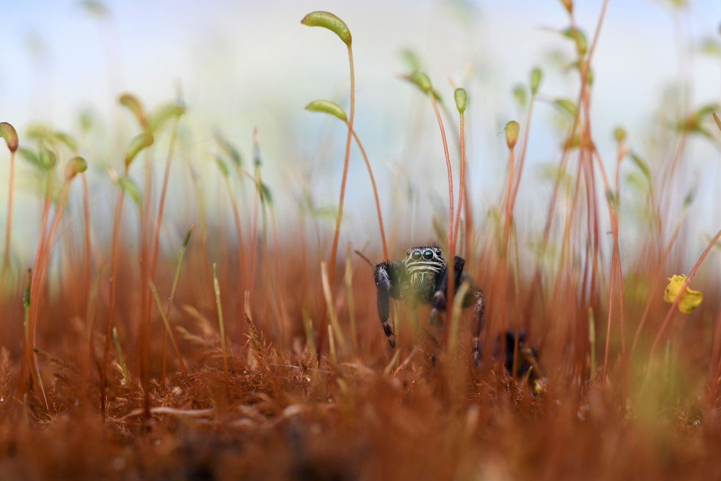 Will Atkins - "Metallic Jumping Spider in Moss"