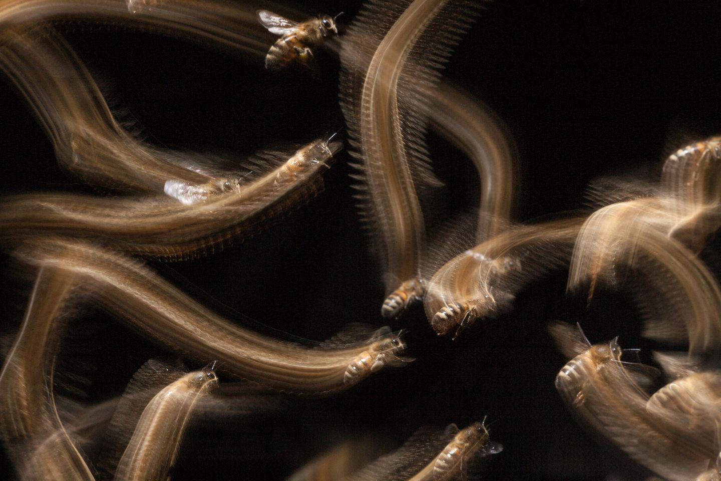 Honey Bee Flight Trail Hidden Britain | Winner John Waters Western honey bee (Apis mellifera) Bristol, England  Canon 5D with Canon 100mm f/2.8 Macro lens. 100mm; 1/4th second; f/32; ISO 160.  Honey bees leave ‘light trails’ as they approach their hive entrance. This shot was taken in a small wildlife-friendly garden in Bristol where my partner keeps bees. I spent hours watching the bees, trying to work out how I could show their comings and goings in a way that would convey a sense of movement – their ‘busyness’. I used a slow shutter speed (0.3 secs) and second-curtain flash to ‘freeze’ the bees after they had made their light trails.  File name: Honey-bee-flight-trails.tif