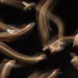 Honey Bee Flight Trail Hidden Britain | Winner John Waters Western honey bee (Apis mellifera) Bristol, England  Canon 5D with Canon 100mm f/2.8 Macro lens. 100mm; 1/4th second; f/32; ISO 160.  Honey bees leave ‘light trails’ as they approach their hive entrance. This shot was taken in a small wildlife-friendly garden in Bristol where my partner keeps bees. I spent hours watching the bees, trying to work out how I could show their comings and goings in a way that would convey a sense of movement – their ‘busyness’. I used a slow shutter speed (0.3 secs) and second-curtain flash to ‘freeze’ the bees after they had made their light trails.  File name: Honey-bee-flight-trails.tif