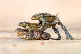 Animal Behaviour  Hitching a Lift Animal Behaviour | Winner James Roddie Common toad (Bufo bufo) Cromarty, Scotland  Nikon D850 with Nikon 500mm f/5.6 lens. 500mm; 1/1,600th second; f/11; ISO 2,200.  The common toad migration to their spawning grounds can be a spectacular event to watch. As the large females make their way to the water, the smaller males approach them to try and ‘hitch a lift’. It can result in some amusing behaviour, as multiple males will often try to mount the same female. This image was captured just as one of the males tried to push away another. It can be quite a difficult thing to photograph, as this is one situation when toads move surprisingly quickly. File name: Hitching-a-lift.jpg