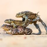 Animal Behaviour  Hitching a Lift Animal Behaviour | Winner James Roddie Common toad (Bufo bufo) Cromarty, Scotland  Nikon D850 with Nikon 500mm f/5.6 lens. 500mm; 1/1,600th second; f/11; ISO 2,200.  The common toad migration to their spawning grounds can be a spectacular event to watch. As the large females make their way to the water, the smaller males approach them to try and ‘hitch a lift’. It can result in some amusing behaviour, as multiple males will often try to mount the same female. This image was captured just as one of the males tried to push away another. It can be quite a difficult thing to photograph, as this is one situation when toads move surprisingly quickly. File name: Hitching-a-lift.jpg