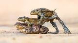 Animal Behaviour  Hitching a Lift Animal Behaviour | Winner James Roddie Common toad (Bufo bufo) Cromarty, Scotland  Nikon D850 with Nikon 500mm f/5.6 lens. 500mm; 1/1,600th second; f/11; ISO 2,200.  The common toad migration to their spawning grounds can be a spectacular event to watch. As the large females make their way to the water, the smaller males approach them to try and ‘hitch a lift’. It can result in some amusing behaviour, as multiple males will often try to mount the same female. This image was captured just as one of the males tried to push away another. It can be quite a difficult thing to photograph, as this is one situation when toads move surprisingly quickly. File name: Hitching-a-lift.jpg