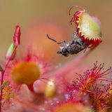 A Poet’s Lunch Botanical Britain | Winner Matt Doogue Sundew (Drosera rotundifolia) and Horsefly (Haematopota sp.) Devilla Forest, Scotland  Canon 6D Mark II with Canon 100mm f/2.8 Macro lens. 100mm; 1/320th second; f/2.8; ISO 100. Stacked.  A 4:30am alarm to get to Devilla Forest for some early morning butterflies resulted in me finding my first ever Sundew. It was even better that it had prey! Then, when I discovered it had actually snared a horsefly, I was extremely excited. There’s something poetic about the piece: the horsefly, known for biting us, was ‘bitten’ by the Sundew. This is a handheld, stacked image consisting of thirty images to ensure complete focus of the scene.