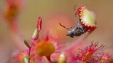 A Poet’s Lunch Botanical Britain | Winner Matt Doogue Sundew (Drosera rotundifolia) and Horsefly (Haematopota sp.) Devilla Forest, Scotland  Canon 6D Mark II with Canon 100mm f/2.8 Macro lens. 100mm; 1/320th second; f/2.8; ISO 100. Stacked.  A 4:30am alarm to get to Devilla Forest for some early morning butterflies resulted in me finding my first ever Sundew. It was even better that it had prey! Then, when I discovered it had actually snared a horsefly, I was extremely excited. There’s something poetic about the piece: the horsefly, known for biting us, was ‘bitten’ by the Sundew. This is a handheld, stacked image consisting of thirty images to ensure complete focus of the scene.