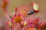 A Poet’s Lunch Botanical Britain | Winner Matt Doogue Sundew (Drosera rotundifolia) and Horsefly (Haematopota sp.) Devilla Forest, Scotland  Canon 6D Mark II with Canon 100mm f/2.8 Macro lens. 100mm; 1/320th second; f/2.8; ISO 100. Stacked.  A 4:30am alarm to get to Devilla Forest for some early morning butterflies resulted in me finding my first ever Sundew. It was even better that it had prey! Then, when I discovered it had actually snared a horsefly, I was extremely excited. There’s something poetic about the piece: the horsefly, known for biting us, was ‘bitten’ by the Sundew. This is a handheld, stacked image consisting of thirty images to ensure complete focus of the scene.