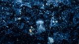 Gewinner der Kategorie "Küste und Meer"  One night in Shetland, I came face to face with plankton on a scale unlike anything I had experienced before, snorkelling amidst a plankton bloom so thick that, at times, I was unable to see through it. To the naked eye, it looks like a million peach-coloured spheres, as if the contents of a bean bag had spilt over the sea, but my macro lens reveals a mass of tiny organisms. Plankton takes two forms: the first is phytoplankton, which is made up of plants and forms the base of the food chain. Zooplankton, made up of animals, sits on the next rung up. I am in the midst of the zoo here – a rich tapestry of tiny animals pulsating all around. Some are too microscopic to recognise, but others I can discern. Larval stage crustaceans abound, some swimming through the darkness, others clinging to the life rafts offered by broken-off seaweed. This plankton soup has attracted an army of jellyfish, who feast upon the buffet of miniature life.
