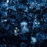 Gewinner der Kategorie "Küste und Meer"  One night in Shetland, I came face to face with plankton on a scale unlike anything I had experienced before, snorkelling amidst a plankton bloom so thick that, at times, I was unable to see through it. To the naked eye, it looks like a million peach-coloured spheres, as if the contents of a bean bag had spilt over the sea, but my macro lens reveals a mass of tiny organisms. Plankton takes two forms: the first is phytoplankton, which is made up of plants and forms the base of the food chain. Zooplankton, made up of animals, sits on the next rung up. I am in the midst of the zoo here – a rich tapestry of tiny animals pulsating all around. Some are too microscopic to recognise, but others I can discern. Larval stage crustaceans abound, some swimming through the darkness, others clinging to the life rafts offered by broken-off seaweed. This plankton soup has attracted an army of jellyfish, who feast upon the buffet of miniature life.