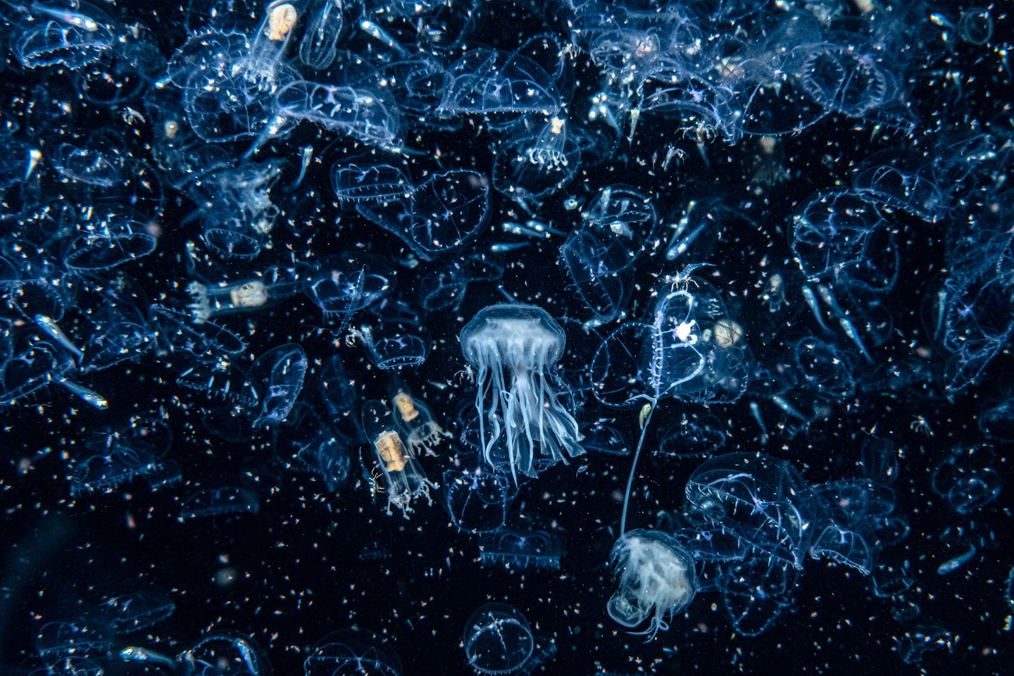 Gewinner der Kategorie "Küste und Meer"  One night in Shetland, I came face to face with plankton on a scale unlike anything I had experienced before, snorkelling amidst a plankton bloom so thick that, at times, I was unable to see through it. To the naked eye, it looks like a million peach-coloured spheres, as if the contents of a bean bag had spilt over the sea, but my macro lens reveals a mass of tiny organisms. Plankton takes two forms: the first is phytoplankton, which is made up of plants and forms the base of the food chain. Zooplankton, made up of animals, sits on the next rung up. I am in the midst of the zoo here – a rich tapestry of tiny animals pulsating all around. Some are too microscopic to recognise, but others I can discern. Larval stage crustaceans abound, some swimming through the darkness, others clinging to the life rafts offered by broken-off seaweed. This plankton soup has attracted an army of jellyfish, who feast upon the buffet of miniature life.