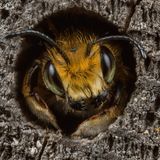 Willughby’s Leafcutter Bee Animal Portraits | Runner-up Ed Phillips Willughby’s leafcutter bee (Megachile willughbiella) Staffordshire, England  Canon 5D Mark III with Canon 65mm f/2.8 Macro lens. 65mm; 1/200th second; f/13; ISO 200.  I have a particular interest in the UK’s solitary bees and like to photograph the species that visit our Staffordshire garden. I had seen this male Willughby’s leafcutter bee looking out of a hole, but it kept retreating whenever I approached. They often pause to warm-up at the entrance before flying off, so I waited, camera poised for the right moment. It eventually reappeared and I carefully framed the shot. At the last moment it cocked its head to one side to what I felt was a pleasing angle.