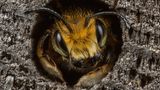 Willughby’s Leafcutter Bee Animal Portraits | Runner-up Ed Phillips Willughby’s leafcutter bee (Megachile willughbiella) Staffordshire, England  Canon 5D Mark III with Canon 65mm f/2.8 Macro lens. 65mm; 1/200th second; f/13; ISO 200.  I have a particular interest in the UK’s solitary bees and like to photograph the species that visit our Staffordshire garden. I had seen this male Willughby’s leafcutter bee looking out of a hole, but it kept retreating whenever I approached. They often pause to warm-up at the entrance before flying off, so I waited, camera poised for the right moment. It eventually reappeared and I carefully framed the shot. At the last moment it cocked its head to one side to what I felt was a pleasing angle.