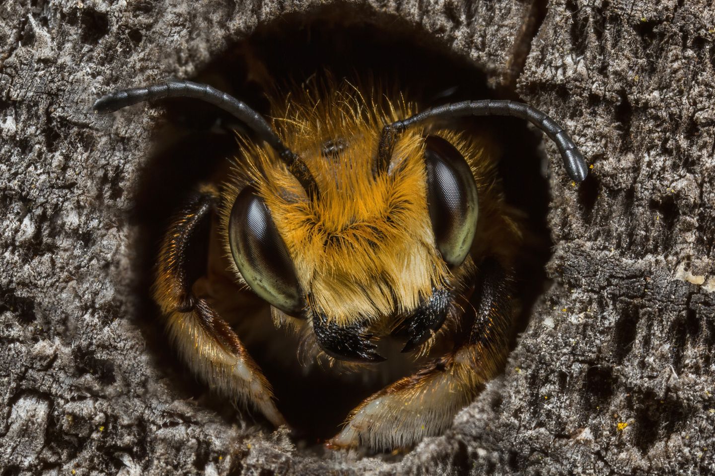 Willughby’s Leafcutter Bee Animal Portraits | Runner-up Ed Phillips Willughby’s leafcutter bee (Megachile willughbiella) Staffordshire, England  Canon 5D Mark III with Canon 65mm f/2.8 Macro lens. 65mm; 1/200th second; f/13; ISO 200.  I have a particular interest in the UK’s solitary bees and like to photograph the species that visit our Staffordshire garden. I had seen this male Willughby’s leafcutter bee looking out of a hole, but it kept retreating whenever I approached. They often pause to warm-up at the entrance before flying off, so I waited, camera poised for the right moment. It eventually reappeared and I carefully framed the shot. At the last moment it cocked its head to one side to what I felt was a pleasing angle.