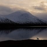 Stag by the Loch Side Habitat | Winner Neil McIntyre Red deer (Cervus elaphus) Western Highlands, Scotland  Canon 5D Mark IV with Canon 70-300mm f/4-5.6 lens. 81mm; 1/2,000th second; f/11; ISO 400.  This stunning location is one I visit frequently with the very hope that I might get opportunities just like this. It’s a wide glen with a loch, spectacular mountain backdrops and, of course, the resident deer. On this occasion, I noticed this stag  moving along the side of the loch, but I wanted him against a bright patch in the scene. There was just such an area, albeit very small, and he was heading in that direction. I moved into position and waited until he made his way along the ridge; sure enough, he walked right through the light patch.