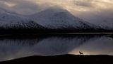 Stag by the Loch Side Habitat | Winner Neil McIntyre Red deer (Cervus elaphus) Western Highlands, Scotland  Canon 5D Mark IV with Canon 70-300mm f/4-5.6 lens. 81mm; 1/2,000th second; f/11; ISO 400.  This stunning location is one I visit frequently with the very hope that I might get opportunities just like this. It’s a wide glen with a loch, spectacular mountain backdrops and, of course, the resident deer. On this occasion, I noticed this stag  moving along the side of the loch, but I wanted him against a bright patch in the scene. There was just such an area, albeit very small, and he was heading in that direction. I moved into position and waited until he made his way along the ridge; sure enough, he walked right through the light patch.
