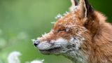 Sleeping With Dandelions Animal Portraits | Winner Lewis Newman Red fox (Vulpes vulpes) London, England  Nikon D500 with Nikon 300mm f/2.8 lens. 300mm; 1/800th second; f/4; ISO 640.  After spending a lot of time with this particular vixen, she began to learn I was not a threat. This gave me some great photographic opportunities. I got to know her routine, and as the wildflowers began to grow, I would find her curled up amongst them. As the dandelions began to open there were a couple of days when she would wake up covered in them.