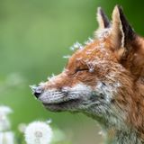 Sleeping With Dandelions Animal Portraits | Winner Lewis Newman Red fox (Vulpes vulpes) London, England  Nikon D500 with Nikon 300mm f/2.8 lens. 300mm; 1/800th second; f/4; ISO 640.  After spending a lot of time with this particular vixen, she began to learn I was not a threat. This gave me some great photographic opportunities. I got to know her routine, and as the wildflowers began to grow, I would find her curled up amongst them. As the dandelions began to open there were a couple of days when she would wake up covered in them.