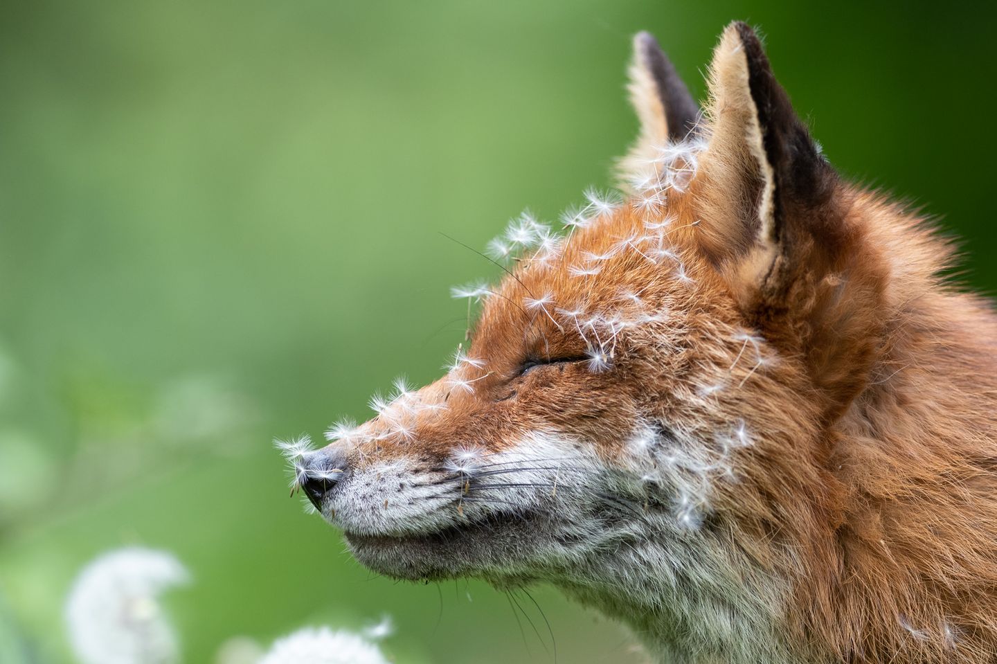 Sleeping With Dandelions Animal Portraits | Winner Lewis Newman Red fox (Vulpes vulpes) London, England  Nikon D500 with Nikon 300mm f/2.8 lens. 300mm; 1/800th second; f/4; ISO 640.  After spending a lot of time with this particular vixen, she began to learn I was not a threat. This gave me some great photographic opportunities. I got to know her routine, and as the wildflowers began to grow, I would find her curled up amongst them. As the dandelions began to open there were a couple of days when she would wake up covered in them.