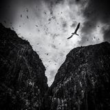 Soaring Black & White | Runner-up Paula Cooper Gannet (Morus bassanus) Bass Rock, Scotland  Lumix DC-G9 with Lumix 12-60mm f/3.5-5.6 lens. 12mm; 1/5,000th second; f/5.6; ISO 200.  I took this image from a boat trip to Bass rock, looking up at the towering cliffs and the gannets soaring above it. I wanted to show the drama of the place so converted it to black and white and darkened the image. I had been lucky enough to also land on the island a few days before and had been able to photograph this huge breeding population of gannets close up, which have been totally devastated this year by avian flu hitting the island.
