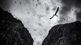 Soaring Black & White | Runner-up Paula Cooper Gannet (Morus bassanus) Bass Rock, Scotland  Lumix DC-G9 with Lumix 12-60mm f/3.5-5.6 lens. 12mm; 1/5,000th second; f/5.6; ISO 200.  I took this image from a boat trip to Bass rock, looking up at the towering cliffs and the gannets soaring above it. I wanted to show the drama of the place so converted it to black and white and darkened the image. I had been lucky enough to also land on the island a few days before and had been able to photograph this huge breeding population of gannets close up, which have been totally devastated this year by avian flu hitting the island.