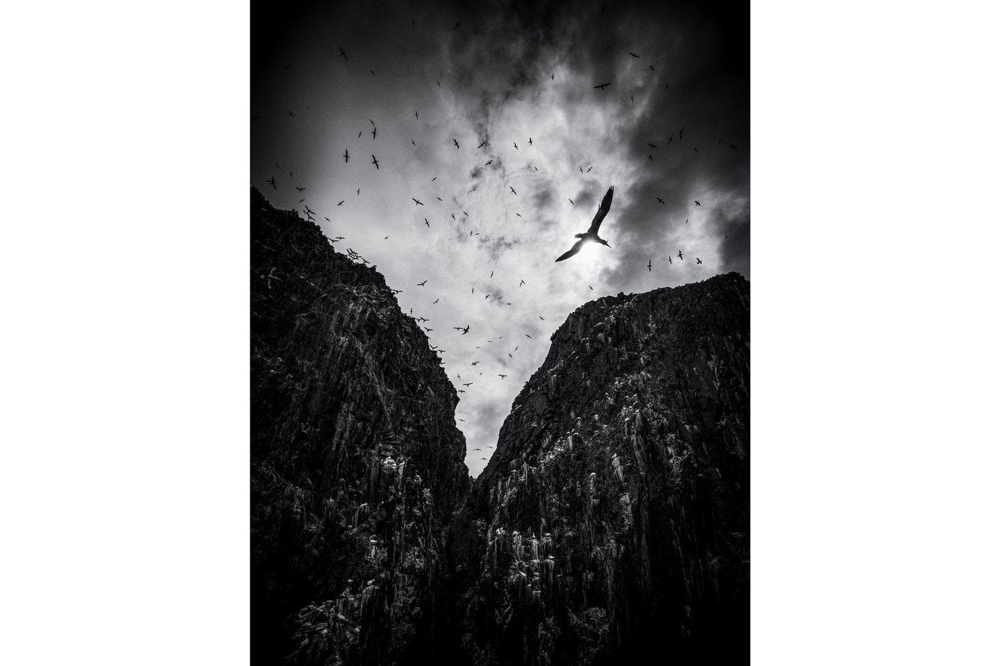 Soaring Black & White | Runner-up Paula Cooper Gannet (Morus bassanus) Bass Rock, Scotland  Lumix DC-G9 with Lumix 12-60mm f/3.5-5.6 lens. 12mm; 1/5,000th second; f/5.6; ISO 200.  I took this image from a boat trip to Bass rock, looking up at the towering cliffs and the gannets soaring above it. I wanted to show the drama of the place so converted it to black and white and darkened the image. I had been lucky enough to also land on the island a few days before and had been able to photograph this huge breeding population of gannets close up, which have been totally devastated this year by avian flu hitting the island.