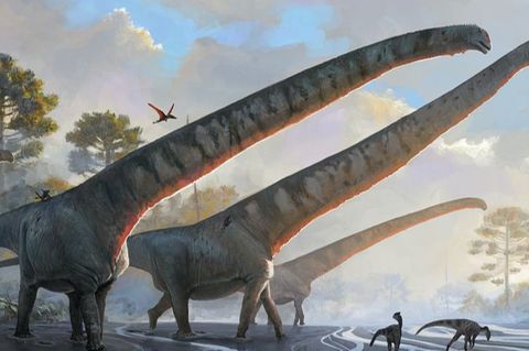 Die undatierte Illustration des Natural History Museums zeigt "Mamenchisaurus sinocanadorums". Foto: Julia D Oliveira/ Natural H