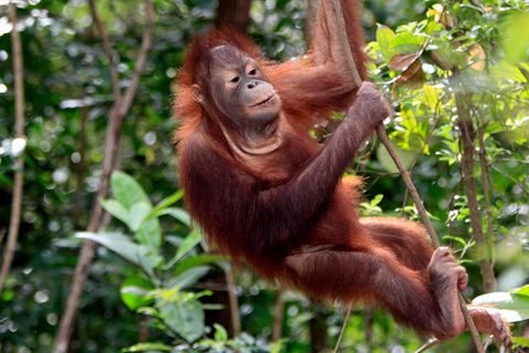 Menschen, Schimpansen und Gorillas tun es, Orang-Utans auch: Sie machen sich durch Drehen absichtlich schwindelig