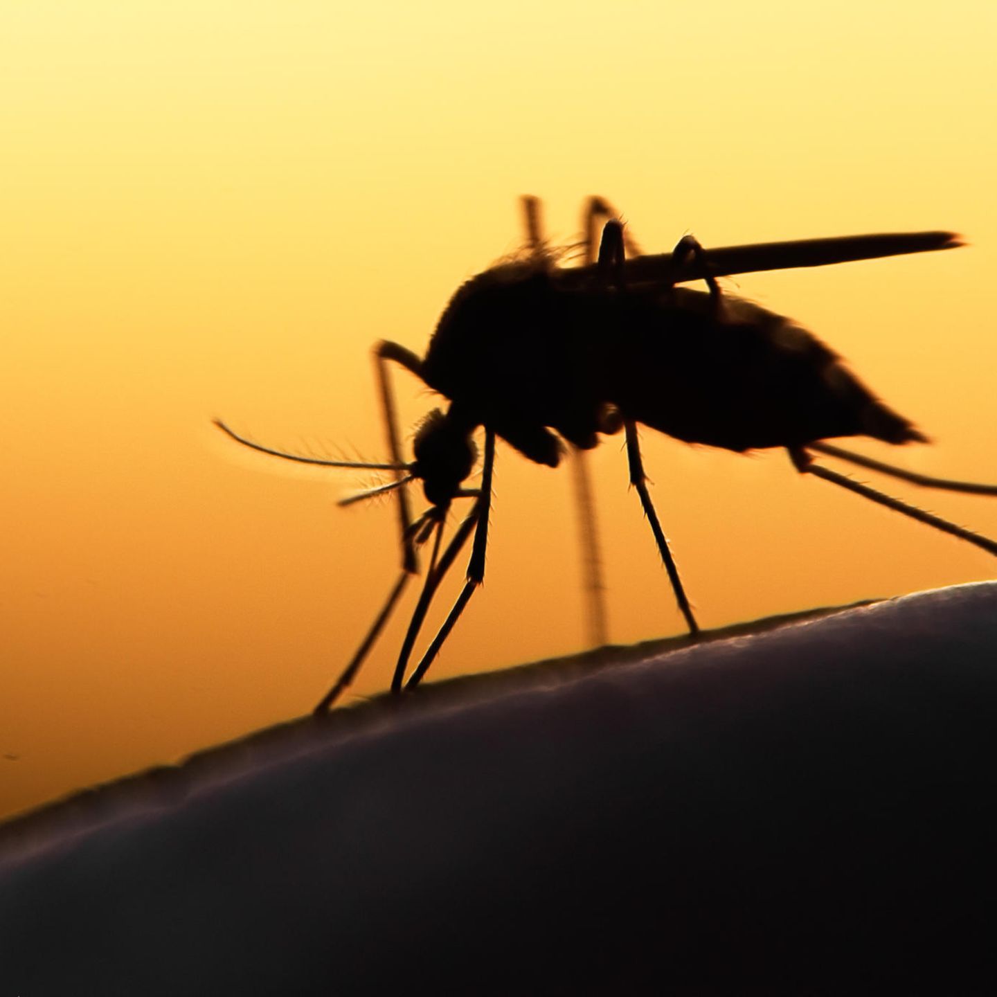 Trotz aller Warnungen, Aufklärung und Forschung: Die Malaria ist noch immer nicht ausgerottet. Die WHO zählt jedes Jahr mehr als 200 Millionen Erkrankungen 