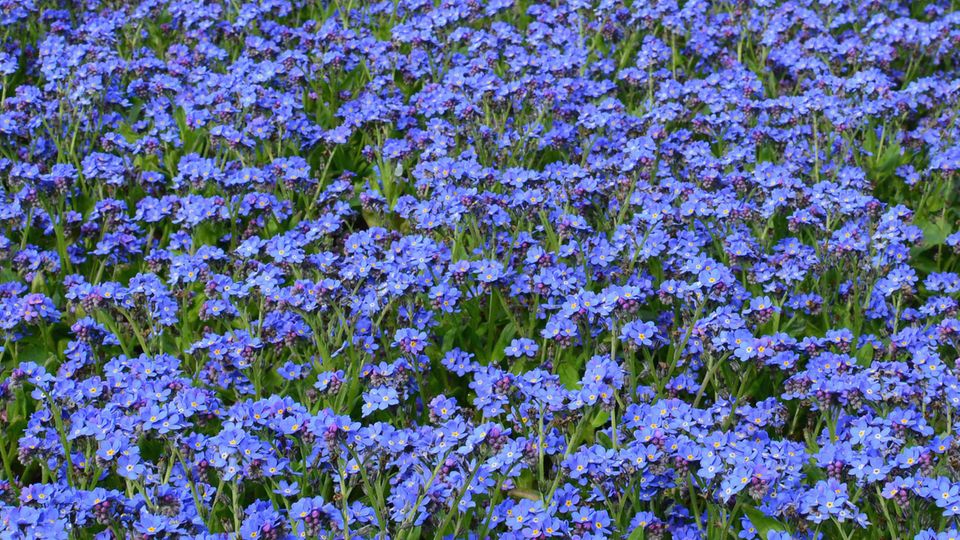 Vergissmeinnicht Vergissmeinnicht