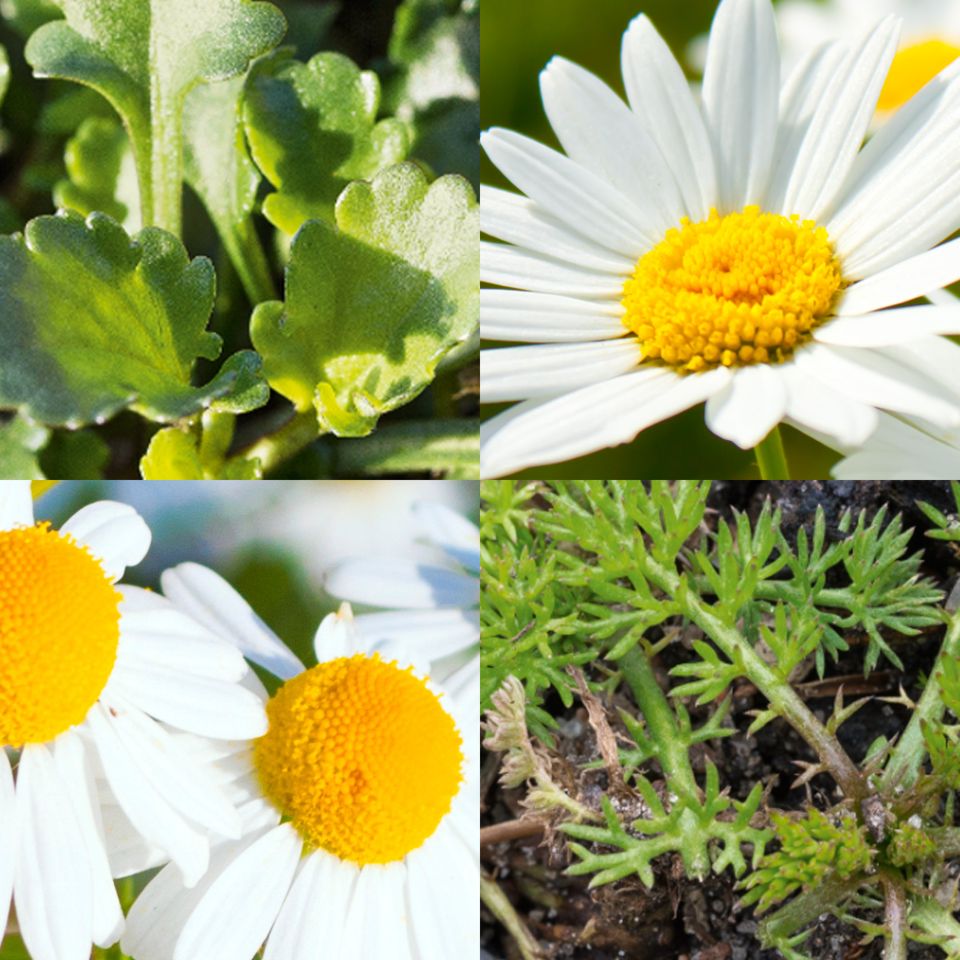 Margeriten und Kamillen